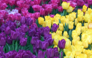 Tulipani in fiore dai colori sgargianti