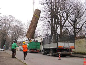 abbattimento alberi milano