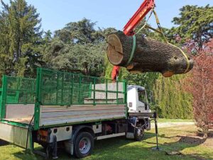 potatura alberi milano